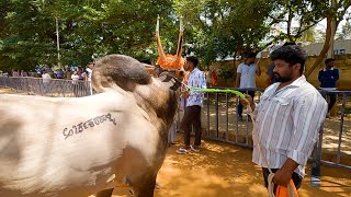 Archakarahalli Gaja bull felicitated by Varthur santhosh [upl. by Aicatsue]