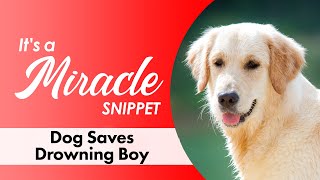 Dog Saves Drowning Boy  Its a Miracle Snippet [upl. by Hoisch]