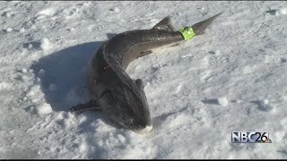 Sturgeon Spearing Opener doesnt disappoint [upl. by Gall71]