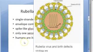 Microbiology 490 a Congenital Rubella Syndrome Virus Salt pepper retinopathy Pregnancy Fetus TORCH [upl. by Yllac169]