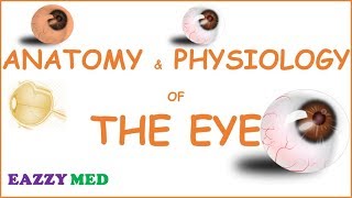 ANATOMY AND PHYSIOLOGY OF THE EYE [upl. by Dennison789]