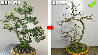 How to create a simple bonsai tree for beginners is very easy for anyone to do [upl. by Aennyl958]