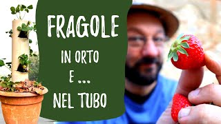 Coltivare FRAGOLE in un TUBO e nellORTO [upl. by Atnahsa]