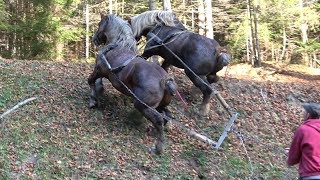 Caii lui Tiberiu Tega de la Brodina Bucovina  2018 Nou [upl. by Granville]