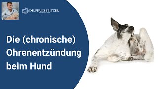 Die chronische Ohrenentzündung beim Hund   das Tor zum TierarztMarathon [upl. by Bar]