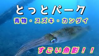 【海釣り公園】すごい魚影！！青物やスズキ、カンダイがたくさん！大阪とっとパーク小島の水中映像 No259 [upl. by Einnalem]