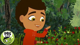 Through the Woods  Berries and Brambles  PBS KIDS [upl. by Gillmore]