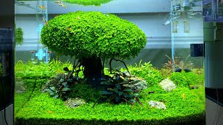 How to make a Bonsai for Aquarium [upl. by Trout]