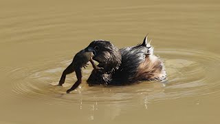 Piedbilled Grebe  a frog for dinner [upl. by Enayr718]