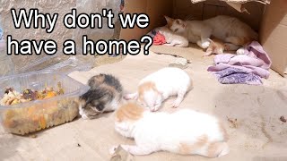 Trying to Save 5 Newborn Kittens with their MotherPart 2 [upl. by Rillis]