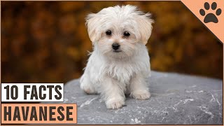 Havanese Dog Breed  Top 10 Facts  Dog World [upl. by Samira734]