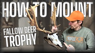 How to Mount a Fallow Deer Trophy  Step by Step Guide [upl. by Atikam]