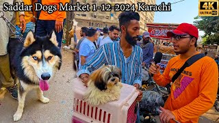 Saddar Dogs Market 1122024 Karachi Latest Updates  Husky Dogs American Pit Bull Terrier Dogs [upl. by Cary961]