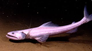 Facts The DeepSea Lizardfish Bathysaurus [upl. by Atilal]