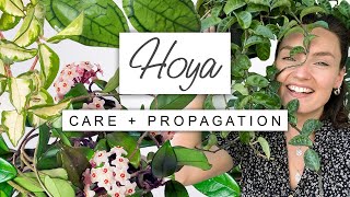 Tips and Tricks For Hoyas 🌱 Wax Plant Care  PROPAGATION [upl. by Oalsinatse]