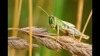 What you need to know about 4 stages of the Locusts [upl. by Holder940]