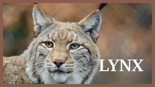 Lynx sounds somewhere in the north Wild lynx scream at night [upl. by Laehcim]