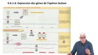 Cours N°18 Génétique moléculaire  Régulation de lexpression des gènes [upl. by Eilagam]