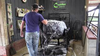 Washing Show Cattle [upl. by Aicenra978]