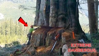 TOP 10 Most Dangerous Biggest Tree Felling Cutting Down with Chainsaw Machine EP 2 [upl. by Prior]