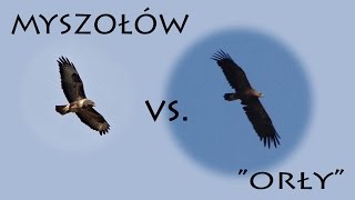 Krajowe drapole cz1 Myszołów vs quotorłyquot [upl. by Aremaj]