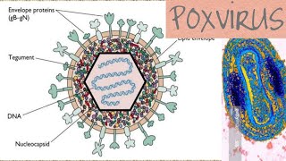 Poxvirus microbiology [upl. by Llerut]