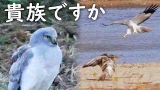 ハイイロチュウヒがハヤブサにアタック🦅 [upl. by Mode]