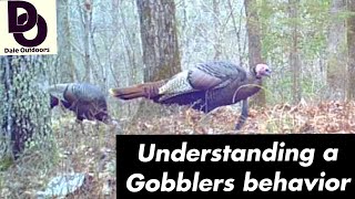 Understanding a GOBBLERS Behavior  Having more TURKEY HUNTING success [upl. by Naujled]