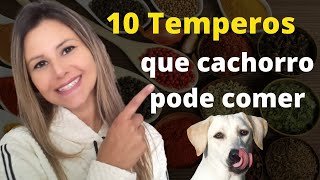 10 TEMPEROS que podem ser usados na alimentação natural dos cães [upl. by Bearce]