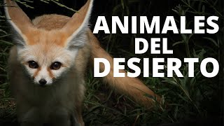 Los 25 animales del desierto más comunes🐪 [upl. by Noseaj559]