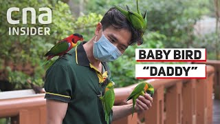 Bird Parks Foster Daddy To Baby Endangered Birds [upl. by Leirol954]