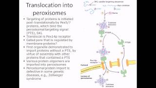 Protein translocation into peroxisome [upl. by Yanad]