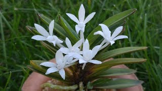 Neofinetia falcata Sekirei 鶺鴒 [upl. by Dam]