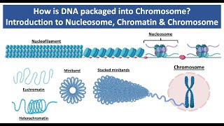 How is DNA Packaged into Chromosome  Introduction to Nucleosome Chromatin amp Chromosome [upl. by Eddi]