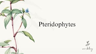 Pteridophytes  Complete  NEET [upl. by Darton]