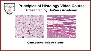 Connective Tissue Fibers Histology Connective Tissue Histology Part 1 of 3 [upl. by Johnath]