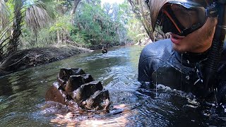 Florida Fossil Hunting  5 Years of Discovery [upl. by Weslee]