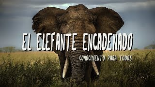 Reflexiones de Vida  Deja ir las Limitaciones del Pasado   EL ELEFANTE ENCADENADO [upl. by Keare]