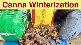 Canna Winterization or Canna Bulb Storage for Winter [upl. by Ecydnak]