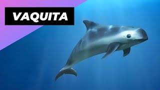 Vaquita 🐬 The Smallest amp Rarest Marine Mammal [upl. by Ifar]