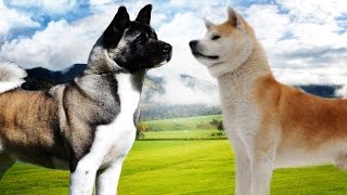 American Akita VS Japanese Akita  Highlights [upl. by Lrak]