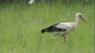 White Stork makes prey Ciconia ciconia Storch [upl. by Okram531]