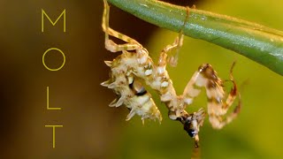 Praying mantis molting time lapse [upl. by Thorlie609]