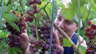 Harvesting 11 LBS Of Grapes From The Backyard Food Forest Garden In 5 Minutes [upl. by Oneil104]