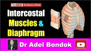 Intercostal Muscles and Diaphragm Dr Adel Bondok [upl. by Roosnam814]