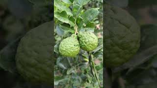 kaffir lime shortvideo nature relaxinghome [upl. by Enella]