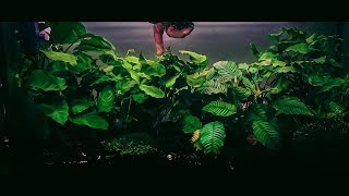 Anubias  Trimming [upl. by Eirrab68]