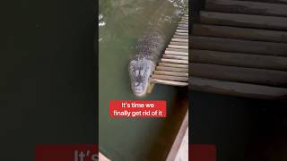 Alligator Ramp Installation FAIL😫🐊shorts alligator [upl. by Ramar]