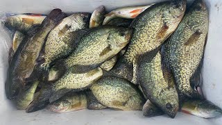 Summer Crappie Fishing and Yellow Perch fishing in NW Washington Lake [upl. by Notyrb]