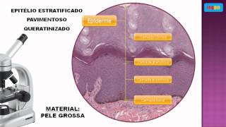 Epitelio estratificado pavimentoso queratinizado [upl. by Suryt706]